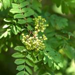 Grüne Blätter und unreife Beeren an einem Baum