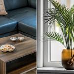 Ein Wohnzimmer mit dunklem Sofa und Holztisch. Eine Palme steht auf dem Fensterbrett.