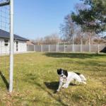 Hund mit Ball im Garten hinter einem Fußballtor.