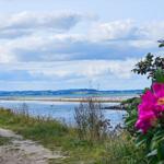 Wanderweg entlang des Wassers mit rosa Blume im Vordergrund.