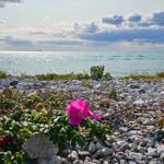 Steinstrand mit rosa Blumen und Blick auf das Meer