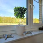 Fensterbrett mit Pflanze und Seesternen. Blick auf Wald und Feld.