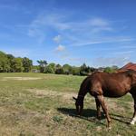 Ein braunes Pferd grasst auf einer Wiese neben einem Haus mit rotem Dach.