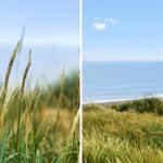 Meerblick von Dünen mit Gräsern im Vordergrund.