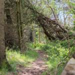 Waldweg mit umgestürztem Baum und grüner Vegetation.