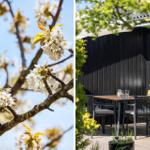 Außenbereich mit Tisch und Stühlen vor schwarzem Holzhaus. Blühende Kirschzweige im Hintergrund.