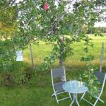 Ein runder Tisch mit zwei Stühlen unter einem Obstbaum mit grünen Früchten.