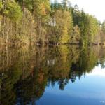 Stiller See mit Waldspiegelung im Herbstlicht