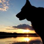 Silhouette eines Hundes am See bei Sonnenuntergang.