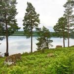 Lakeside with tall pine trees and green vegetation. A wooden structure is visible near the water.