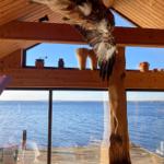 Ein Vogel fliegt im Inneren eines Holzhauses mit Blick aufs Wasser.