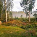 Waldlandschaft mit Birken, Nadelbäumen und einem großen Stein im Vordergrund.