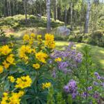 Garten mit gelben und lila Blumen vor Waldhintergrund