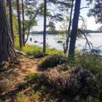 Waldweg am See mit Heide und Bäumen