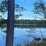 Ein ruhiger See mit Bäumen am Ufer und einem Wald im Hintergrund.