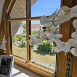 Blick aus Fenster mit Orchidee und Foto auf Fensterbank