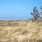 Dünenlandschaft mit Gras und Bäumen unter blauem Himmel