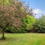 Grüner Garten mit Baum und Hauswand. Hinterhof mit Bäumen und Sträuchern.
