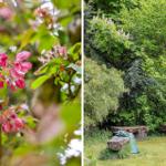 Blüten an einem Baum und rustikale Bänke im grünen Garten.