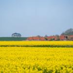 Gelbes Rapsfeld vor einem Dorf mit roten Dächern und einem Haus auf einer Anhöhe.