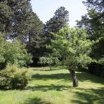 Lush green lawn with trees and shrubs in the background.