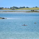 Zwei Personen paddeln auf ruhigem Wasser. Im Hintergrund sind Felder und Bäume zu sehen.