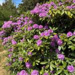 Lila Rhododendronblüten wachsen an einem grünen Strauch unter blauem Himmel.