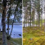 Seeufer mit Birken und Boot, Ferienhaus im Wald mit Blick auf Wasser