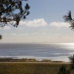 Meeransicht durch Nadelbaumzweige mit Windkraftanlagen am Horizont.