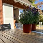 Lavendel in Töpfen auf einer Holzterrasse vor einem Haus mit rotem Backstein.