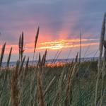 Sonnenuntergang über dem Meer mit Gräsern im Vordergrund