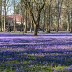 Krokusblüte Husum...