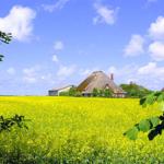 Rapsblüte in St. Peter...