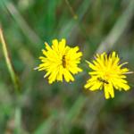 Zwei gelbe Löwenzahnblumen mit grünen Käfern darauf im Gras