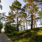 Pfad durch einen Wald mit hohen Bäumen und Blick auf das Meer.