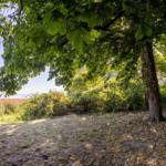 Holzbank unter Bäumen mit Blick auf Wasser und Ferienhaus.
