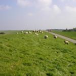 Grünes Feld mit Schafen und Fahrradfahrern. Windräder im Hintergrund.