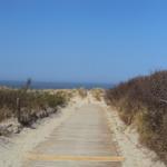 Holzweg führt durch Dünen zur See