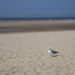 Eine Möwe steht auf dem Sandstrand. Im Hintergrund ist das Meer und der Horizont.