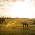 Horse grazes in a field at sunset with trees and farm buildings visible.