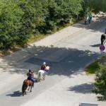 Reiter fahren mit Pferden auf einer Straße mit Bäumen und einem Verkehrsschild.