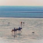 Reiter und Hunde bewegen sich über einen nassen Strand mit Wasserflächen im Hintergrund.