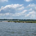 Kühe grasen an einem Strand unter blauem Himmel mit weißen Wolken.
