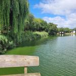 Holzbank am Seeufer unter Weiden und Gräsern. Im Hintergrund Häuser und Bäume.