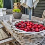 Ein Korb mit roten Kirschen steht auf einem Holztisch im Garten.