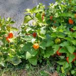 Garten mit physalis pflanzen und orangefarbenen beeren.