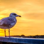 Eine Möwe steht auf einer Brüstung vor einem Leuchtturm bei Sonnenuntergang.