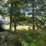 Green field with trees and a house in the background.