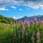 Vor dem Haus blühen rosa Fireweed-Blumen. Im Hintergrund sind Berge und ein Skilift sichtbar.