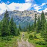 Zwei Wanderer gehen einen Waldweg entlang, umgeben von Nadelbäumen und Bergen unter blauem Himmel.